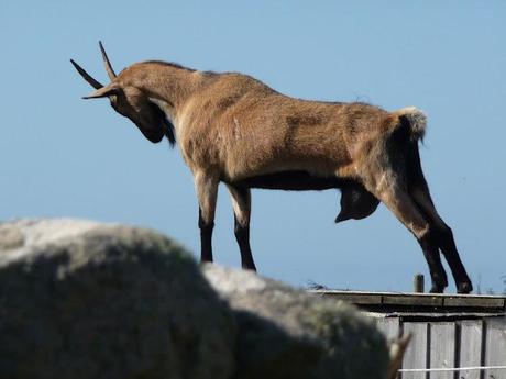 sous les galets, la mer
