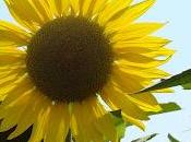 L'huile tournesol, incontournable dans assiettes