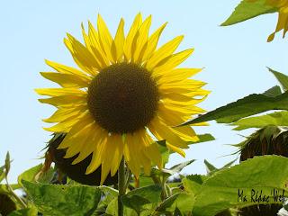 L'huile de tournesol, incontournable dans nos assiettes