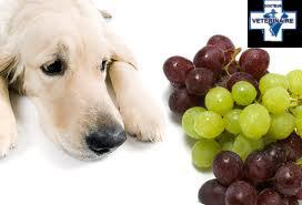 intoxication au raisin chez le chien 