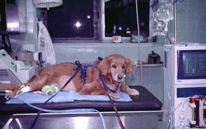 L’intoxication au raisin chez le chien : traitement et prévention ( partie 2)