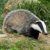 Autorisation d'abattage de 3000 blaireaux