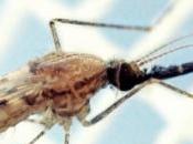 PALUDISME: Face l’adaptabilité moustiques, chercheurs devront innover Lancet Infectious Diseases