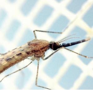 PALUDISME: Face à l’adaptabilité des moustiques, les chercheurs devront innover – The Lancet Infectious Diseases