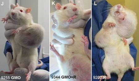 Les rats nourris au maïs OGM (GMO) et/ou au Roundup (R) ont présenté de nombreuses tumeurs, bénignes ou malignes, extrêmement volumineuses. Pour certaines femelles, elles pouvaient peser jusqu'à 25 % de leur poids. 