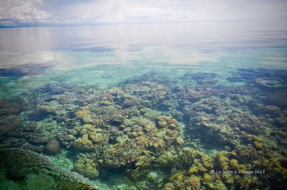 Les coraux de Tanjung Keramat (Waleabahi, îles Togian, Sulawesi Centre, Indonésie)