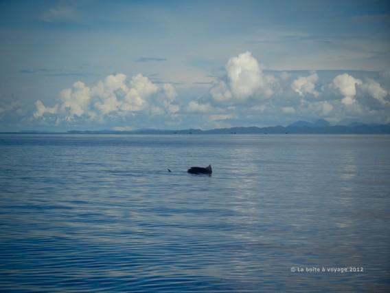 Black marlin aperçu depuis le bateau (Waleabahi, îles Togian, Sulawesi Centre, Indonésie)
