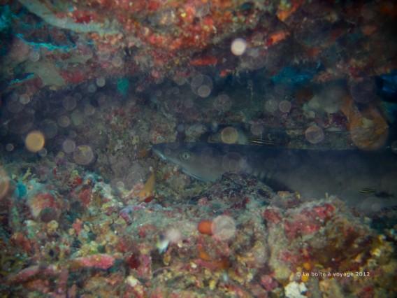 Pas mal de particules en suspension autour de ce crabe dormeur, tapi sous une table de corail (Waleabahi, îles Togian, Sulawesi Centre, Indonésie)