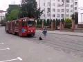 Quand un chien têtu décide de bloquer le tramway !