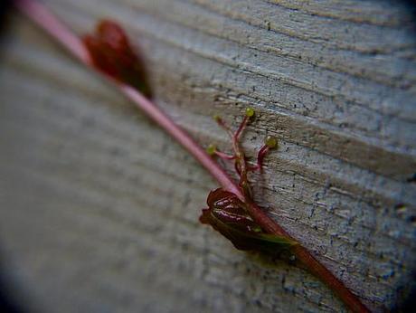 anteketborka.blogspot.com, et1