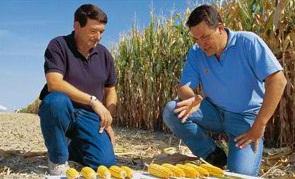 OGM en UE: Un maïs transgénique cancérigène et mortel chez le rat – Food and Chemical Toxicology