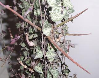 Céropégia épineux !