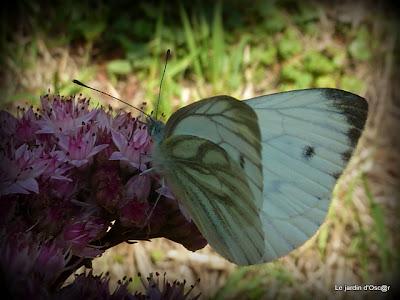 Me voilà repartie au jardin et comme bon nombre d'en...