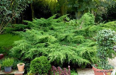 Me voilà repartie au jardin et comme bon nombre d'en...