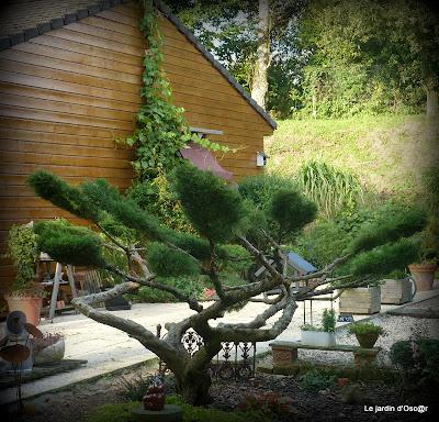 Me voilà repartie au jardin et comme bon nombre d'en...