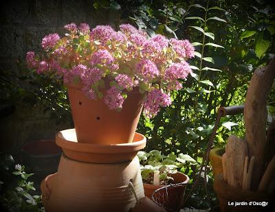 Me voilà repartie au jardin et comme bon nombre d'en...