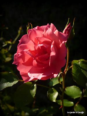 Me voilà repartie au jardin et comme bon nombre d'en...