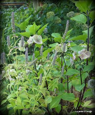 Me voilà repartie au jardin et comme bon nombre d'en...