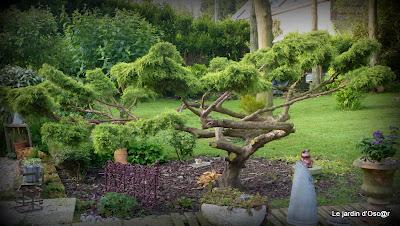 Me voilà repartie au jardin et comme bon nombre d'en...