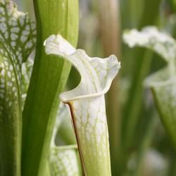Sarracenia leucophylla avec un chapeau blanc!