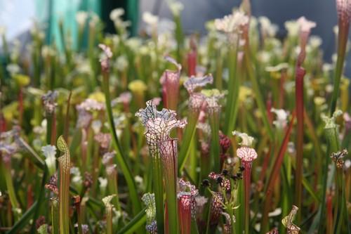 Sarracenia leucophylla avec un chapeau blanc!