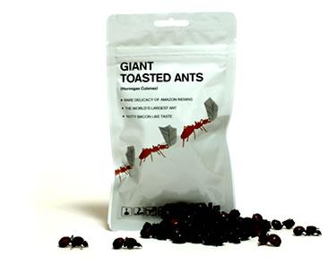 GIANT TOASTED LEAFCUTTER ANTS       