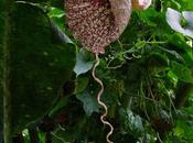 Aristoloche élégante drôle pour fleur