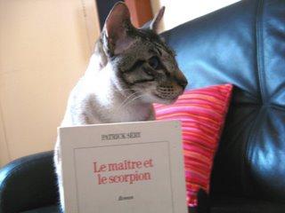 Shogi le chat de Chess & Strategy