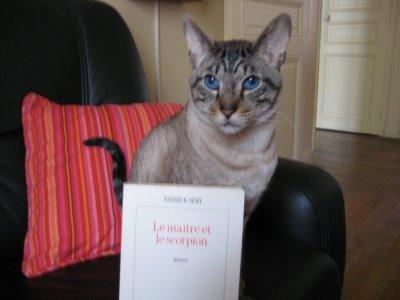 Shogi le chat de Chess & Strategy