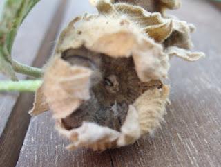 Graines de rose trémière