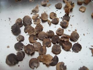 Graines de rose trémière