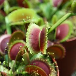 5€ de bon d’achat et frais de port offert sur Karnivores.com