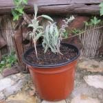 Déco-Jardin : Le bouturage : bouturer la sauge