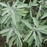 Déco-Jardin : Le bouturage : bouturer la sauge