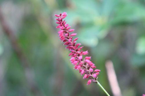 persicaria gb 16 sept 2012 223.jpg