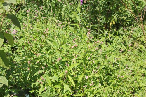 2 persicaire romilly 4 août 2012 059.jpg