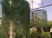 Thaïlande, seconde ventilateurs