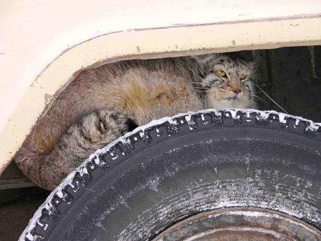 Rubrique chat: le chat de Pallas