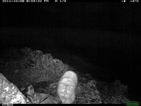 Rubrique chat: le chat de Pallas