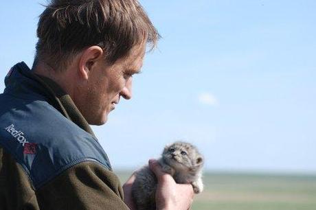 Rubrique chat: le chat de Pallas