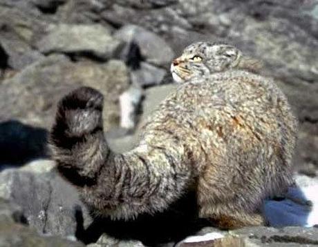 Rubrique chat: le chat de Pallas