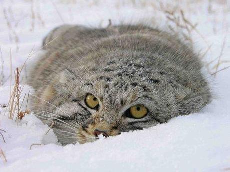 Rubrique chat: le chat de Pallas