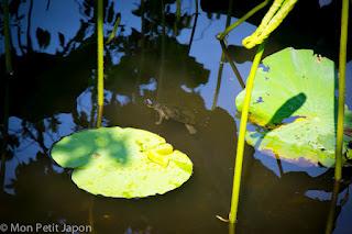Photos de la faune japonaise dans les parcs