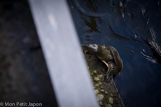 Photos de la faune japonaise dans les parcs