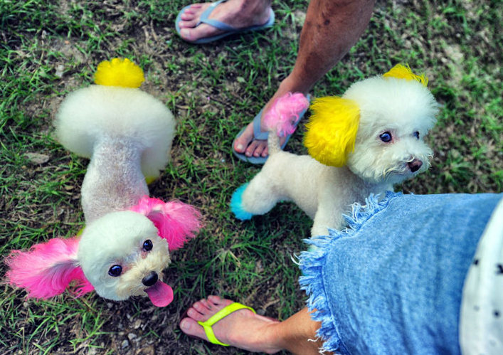 Brian Cassey –  Dogs of Sai Kung