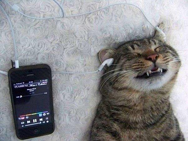 chat-relax-en-musique.jpg