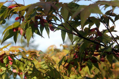2 acer sieboldianum gb 16 sept 2012 140.jpg