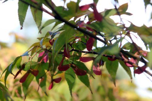 3 acer sieboldianum gb 16 sept 2012 139.jpg