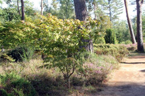 1 acer sieboldianum gb 16 sept 2012 144.jpg