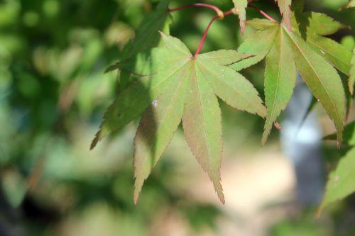 4 acer sieboldianum gb 16 sept 2012 135.jpg